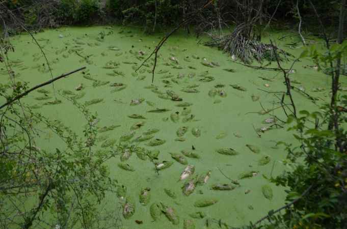 Alg patlaması yaşanan göl yeşil örtüyle kaplandı