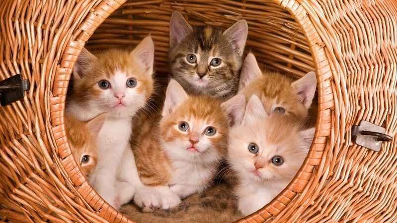 Dünyanın en büyük 8 kedi cinsi