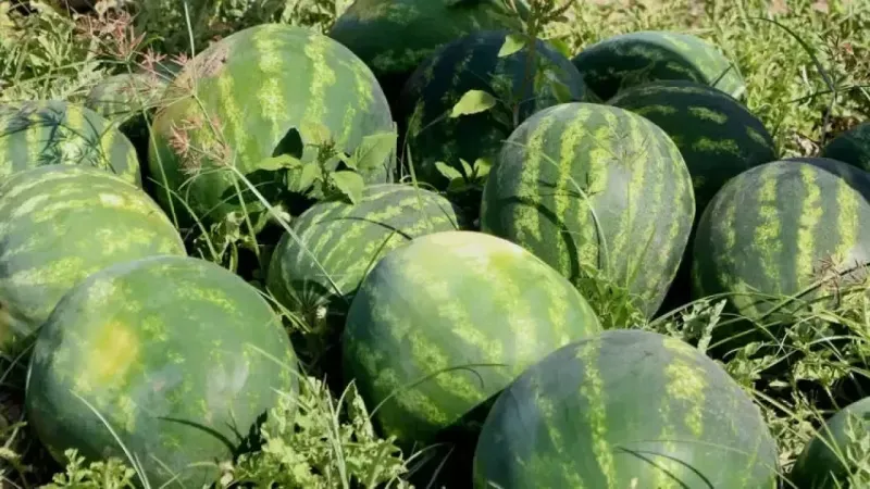Adana'da karpuz hasadı başladı: Tarlada 11-12 TL'den alıcı buluyor!-2
