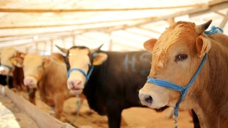 Kurban alırken bu tuzağa düşmeyin! EGM'den 'kurbanlık alışverişi' uyarısı!-1