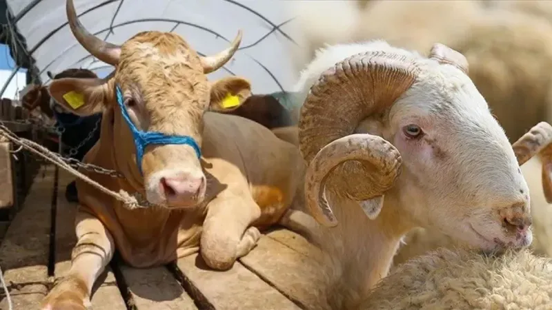 Kurban alırken bu tuzağa düşmeyin! EGM'den 'kurbanlık alışverişi' uyarısı!
