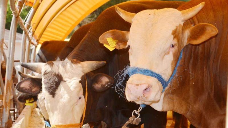 Fiyatlar fırladı kurbanlık satışları azaldı! TZOB Genel Başkanı son durumu açıkladı