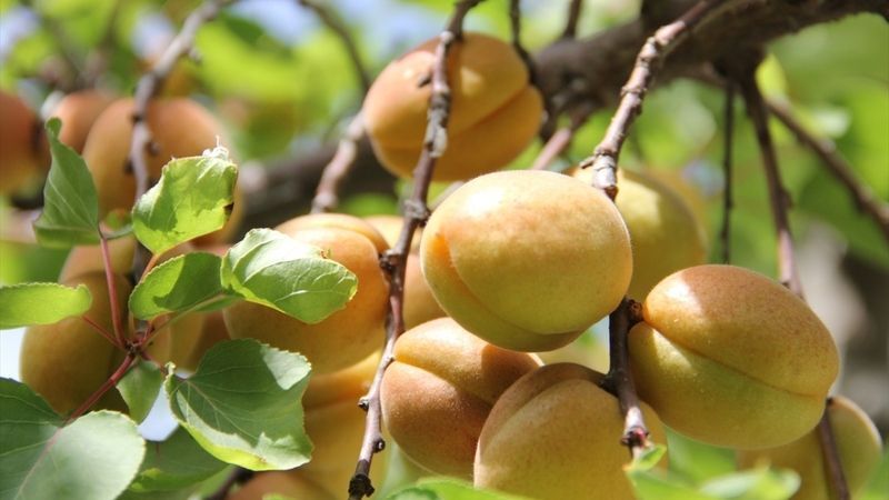 Hatay'da kayısı hasadı başladı: Ürün tarladan 25 TL ile 30 TL arasında alıcı buluyor!