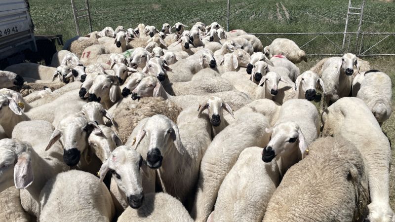 Sattığı kurbanlıkların parasını hırsızlar çaldı! 535 bin TL buhar oldu-1
