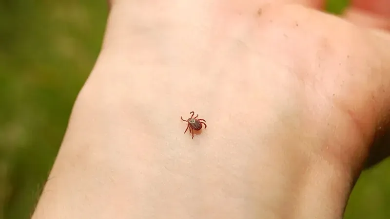 Kene kabusu büyüyor! Riskin en yüksek olduğu 5 il 3 Yaz aylarının kabusu keneden korunmak için bu önemli yöntemleri öğrenin-2