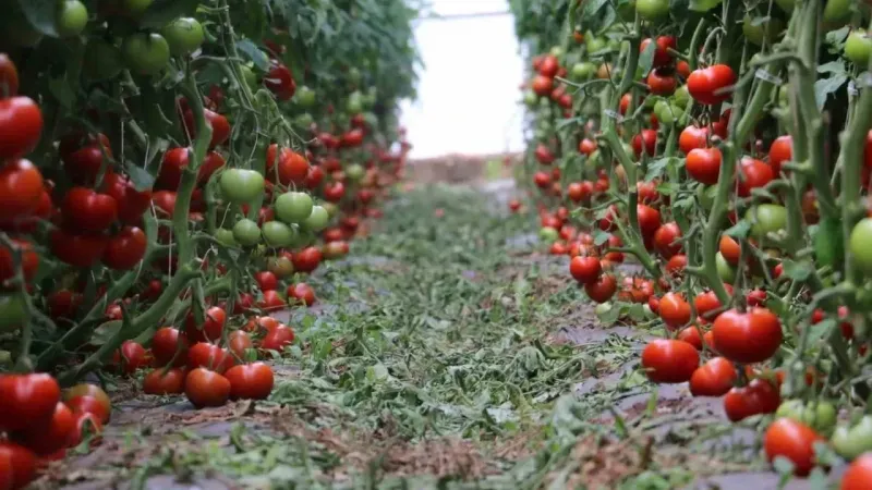 Erzincan'ın yeni jeotermal serası: İlk hasadında 700 ton domatesle rekor kırdı!