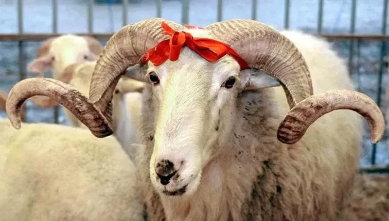 Tatile doyacaksınız! 2025 yılı resmi tatilleri belli oldu: Kurban Bayramı tatili kaç gün?-1