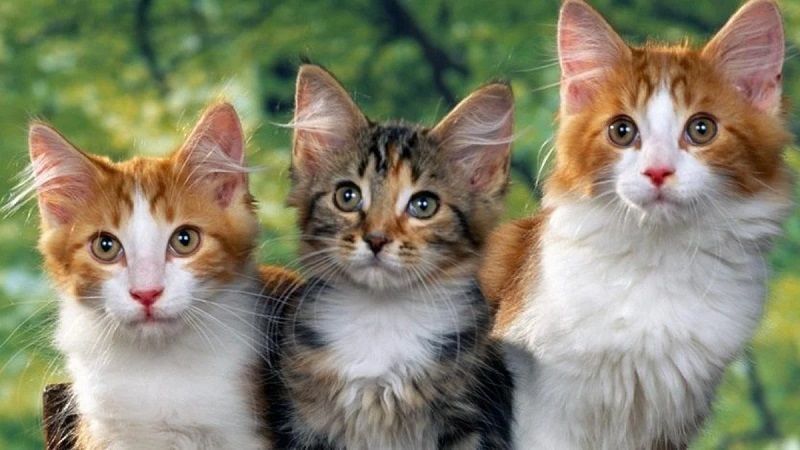 Kedi sahiplerine hayati duyuru: Bu üçüne mutlaka dikkat edin