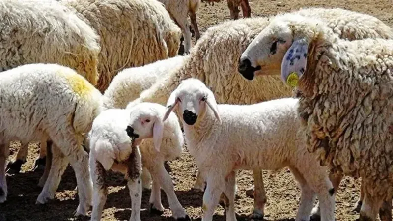 TİGEM, 350 reforme küçükbaş hayvan satışı yapacağını açıkladı!