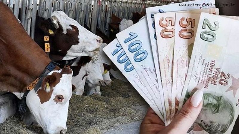 Resmi Gazete'de yayımlandı: Hayvancılık Destekleme Tebliği'nde güncelleme yapıldı!