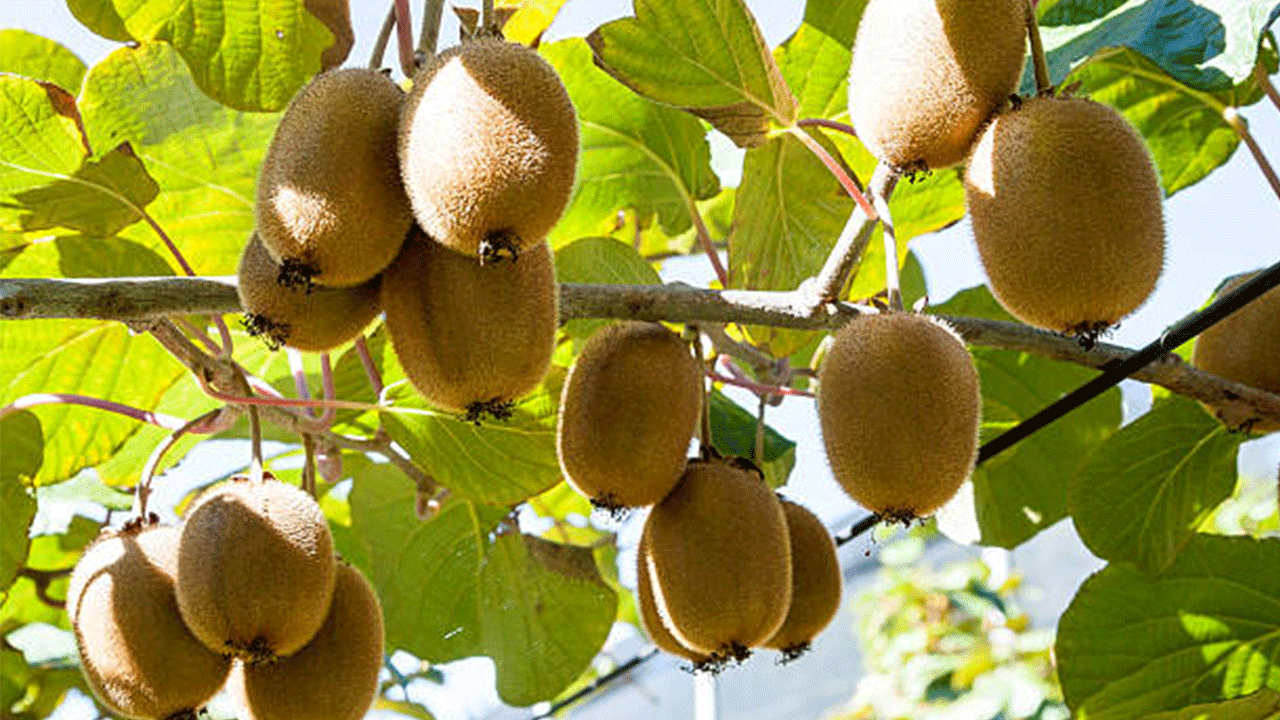 520 Milyon Tl’lik Dev Katkı Ordu’da Fındıktan Sonra Kivi Hasadı Başladı!