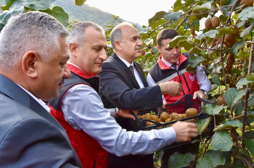 520 Milyon Tl’lik Dev Katkı Ordu’da Fındıktan Sonra Kivi Hasadı Başladı!Z
