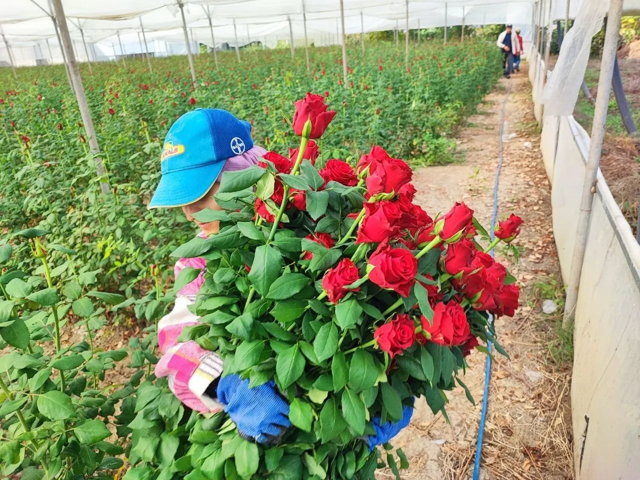 Adana’da Gül Üreticileri Dertli Daldan 10 Tl'ye Çıkan Gül, Çiçekçide 100 Tl!-1