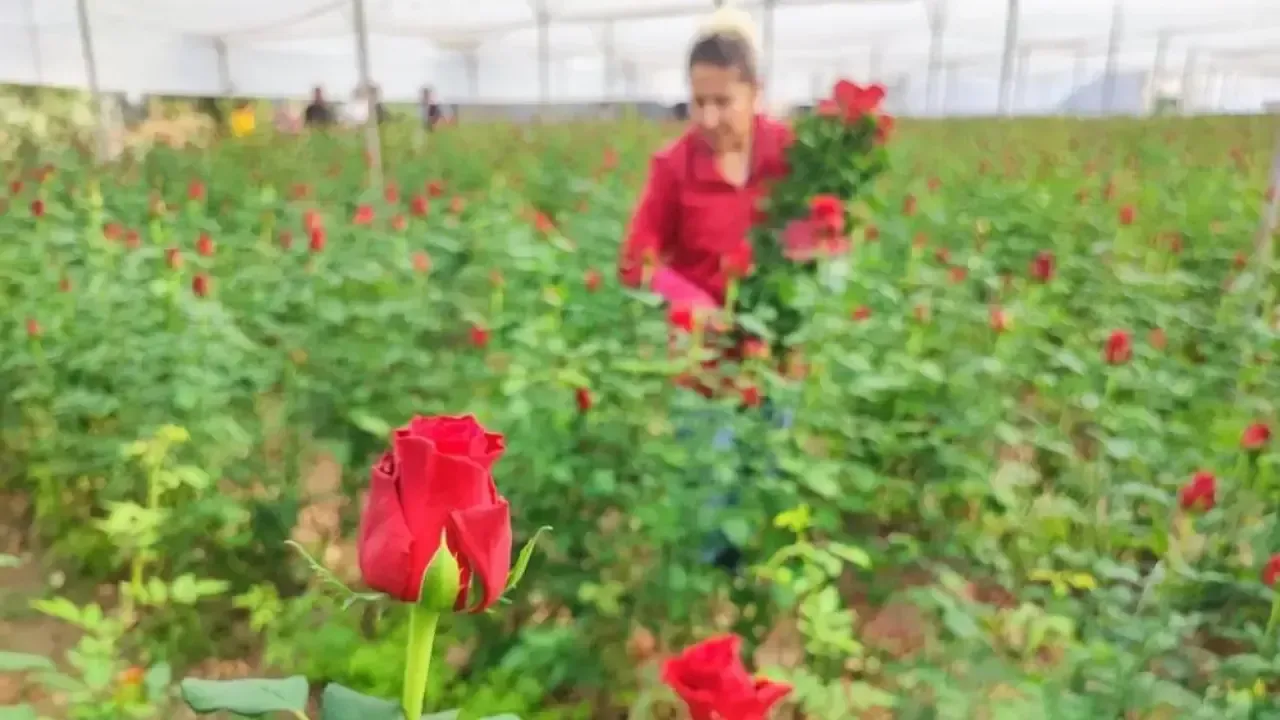 Adana’da Gül Üreticileri Dertli Daldan 10 Tl'ye Çıkan Gül, Çiçekçide 100 Tl!