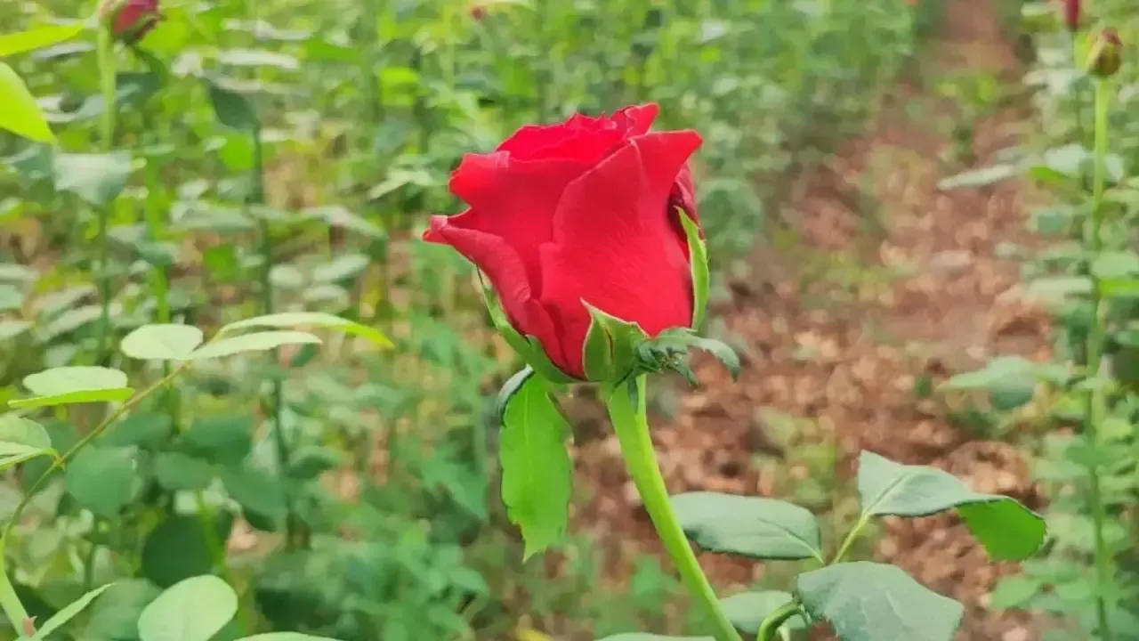 Adana’da Gül Üreticileri Dertli Daldan 10 Tl'ye Çıkan Gül, Çiçekçide 100 Tl!A