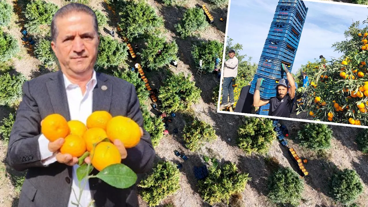 Adana’da Mandalina Hasadında Kriz Zirai Don Ve Grev Ürünleri Dalda Bıraktı!-1