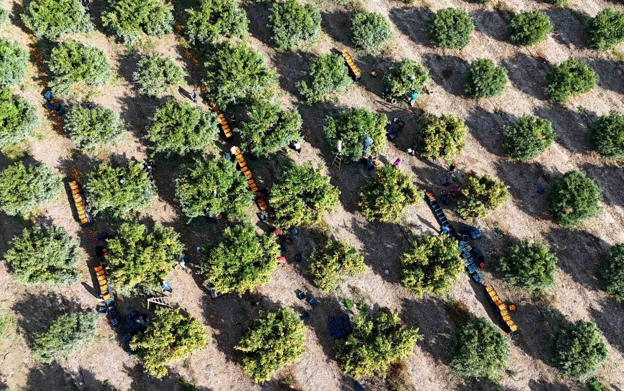 Adana’da Mandalina Hasadında Kriz Zirai Don Ve Grev Ürünleri Dalda Bıraktı!-2