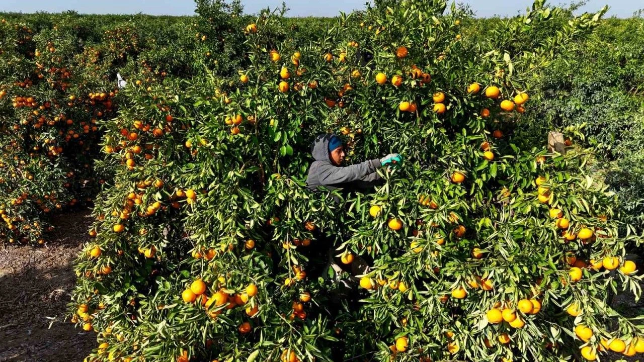 Adana’da Mandalina Hasadında Kriz Zirai Don Ve Grev Ürünleri Dalda Bıraktı! (2)