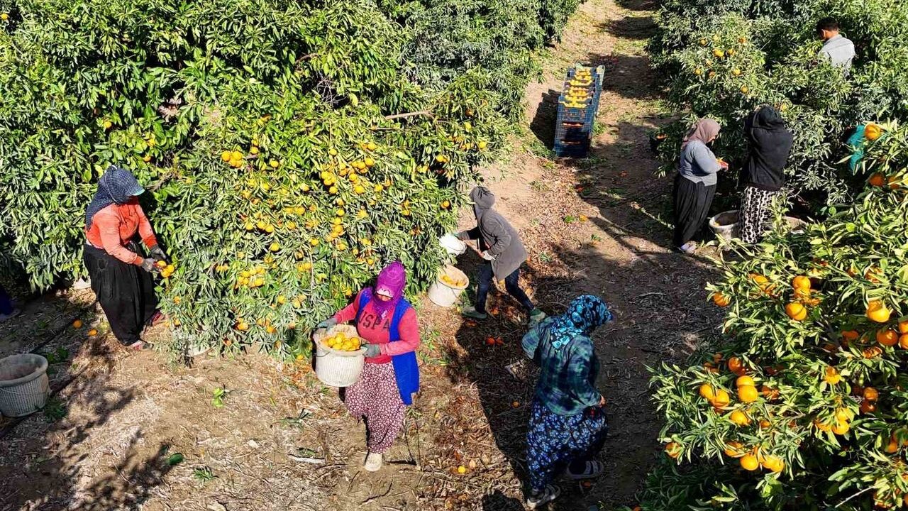 Adana'daki Mandalina Üreticileri, Zirai Don Olayları Ve 9 Günlük Işçi Grevinden Dolayı Ekonomik Sıkıntı Yaşıyor.