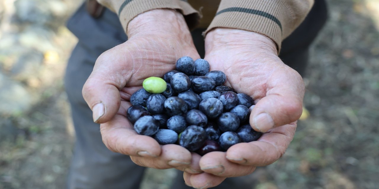 Artvin Yusufeli'nin Ödüllü Butko Zeytini Hasat Sezonunu Açtı!-1