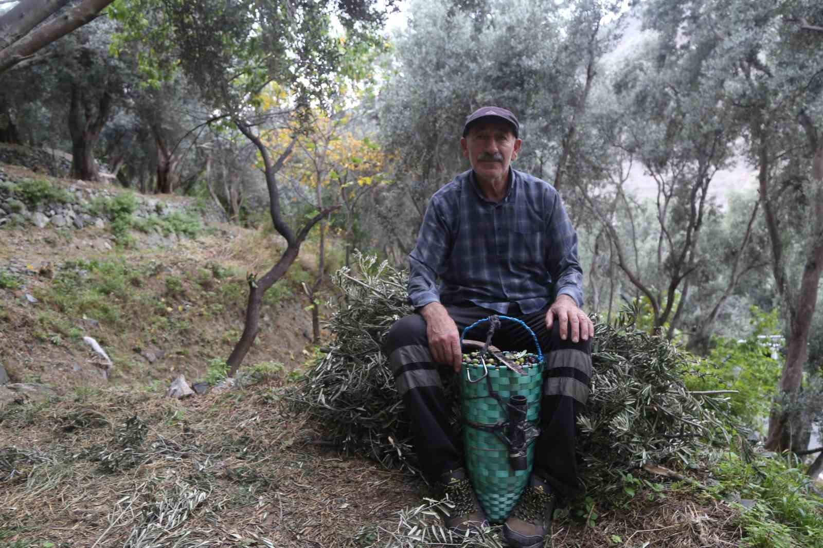 Artvin Yusufeli'nin Ödüllü Butko Zeytini Hasat Sezonunu Açtı!-2