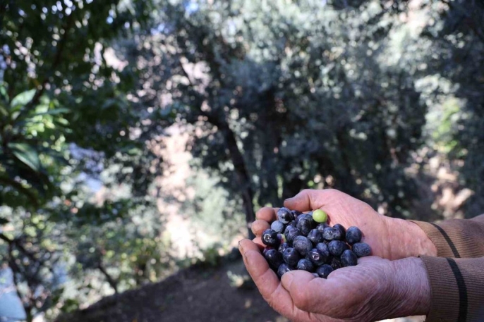 Artvin Yusufeli'nin Ödüllü Butko Zeytini Hasat Sezonunu Açtı!-4