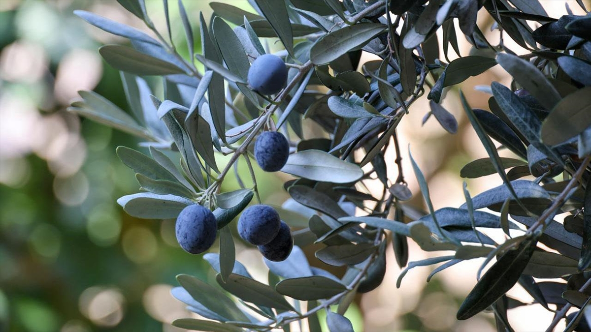 Artvin Yusufeli'nin Ödüllü Butko Zeytini Hasat Sezonunu Açtı!-5