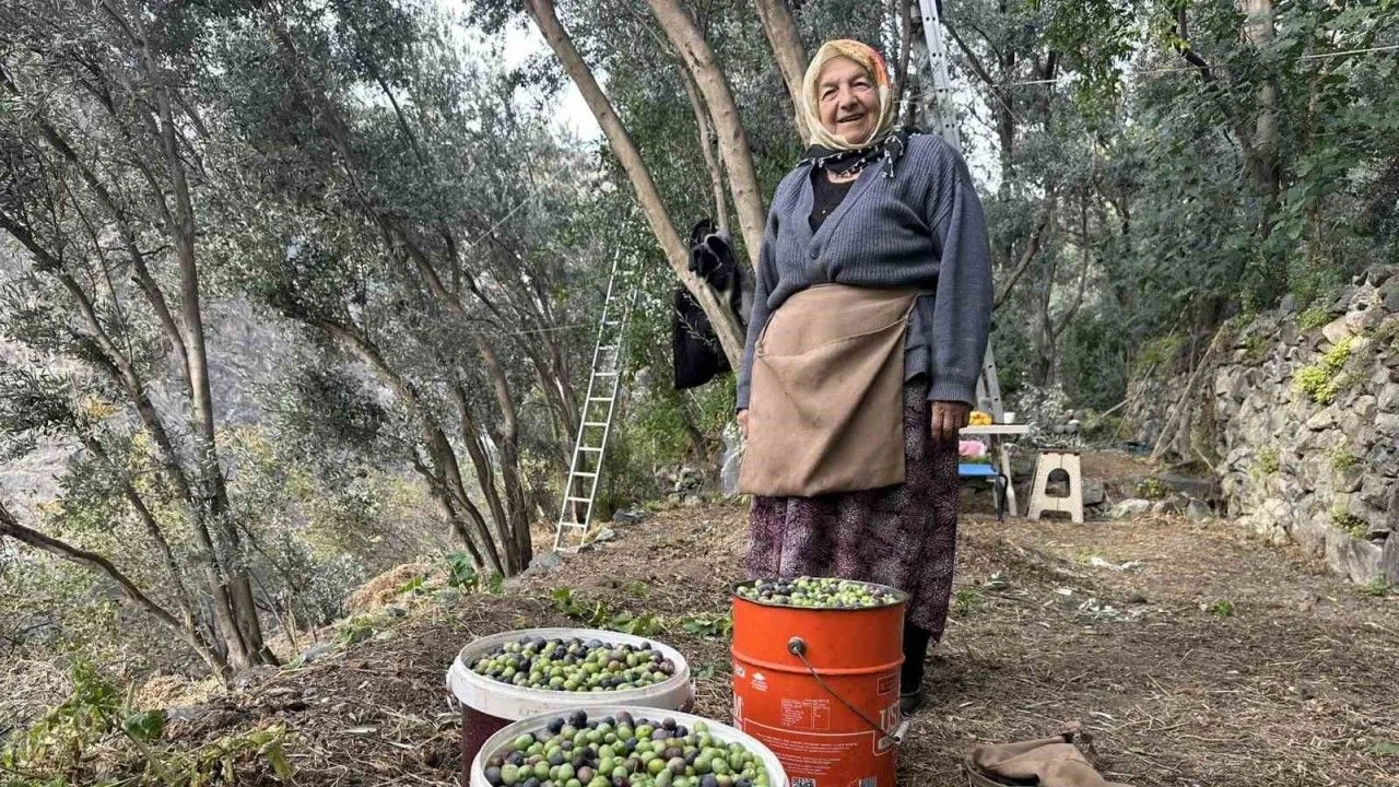 Artvin Yusufeli'nin Ödüllü Butko Zeytini Hasat Sezonunu Açtı!S