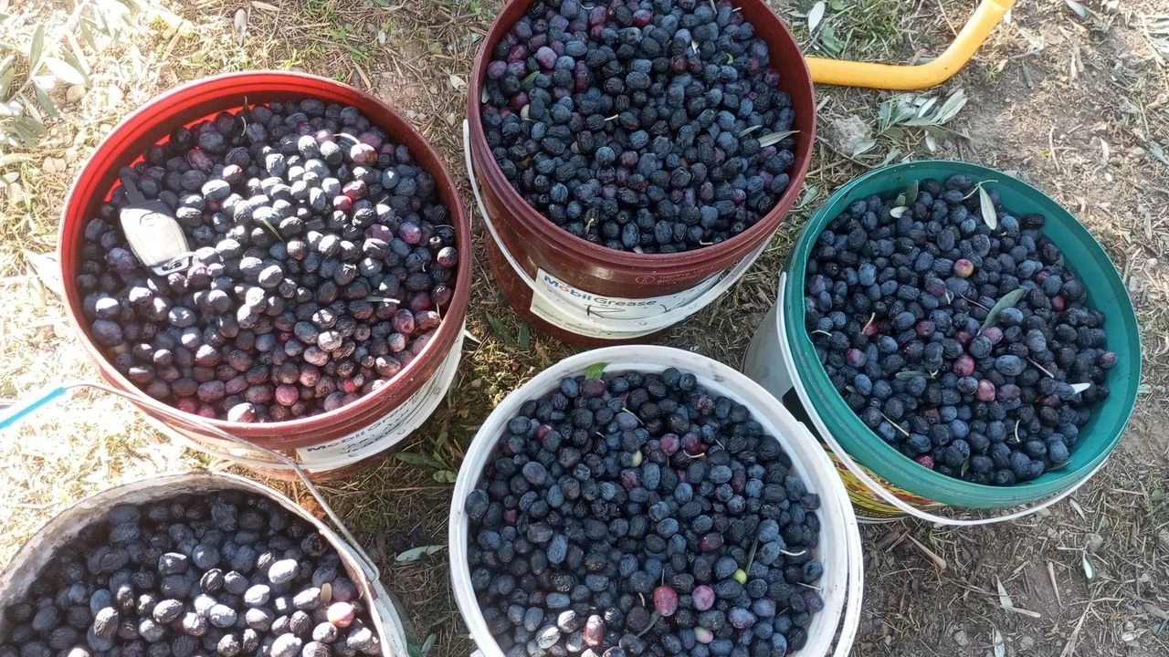 Artvin Yusufeli'nin Ödüllü Butko Zeytini Hasat Sezonunu Açtı!Y