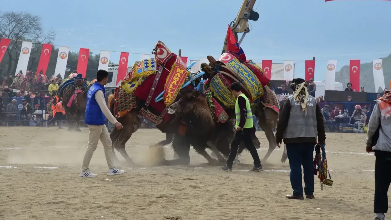 Aydın'da Deve Güreşleri Sezonu Başlamadan Ertelendi!-1