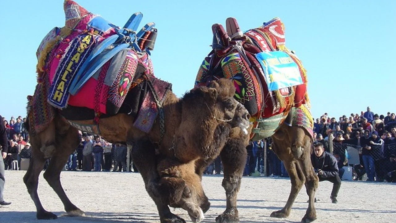 Aydın'da Deve Güreşleri Sezonu Başlamadan Ertelendi! (2)