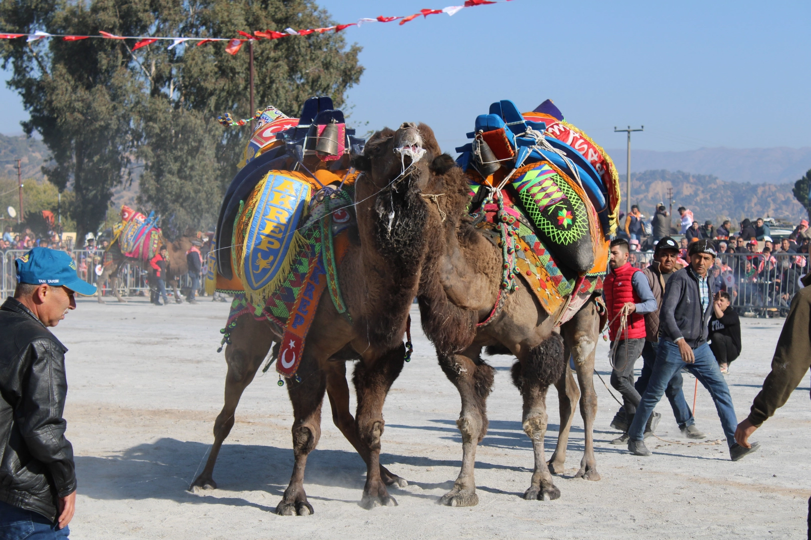 Aydın'da Deve Güreşleri Sezonu Başlamadan Ertelendi!S