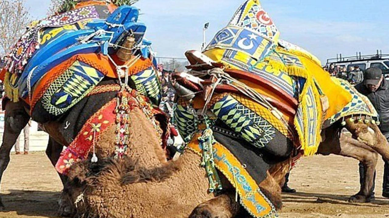 Aydın'da Deve Güreşleri Sezonu Başlamadan Ertelendi!Z