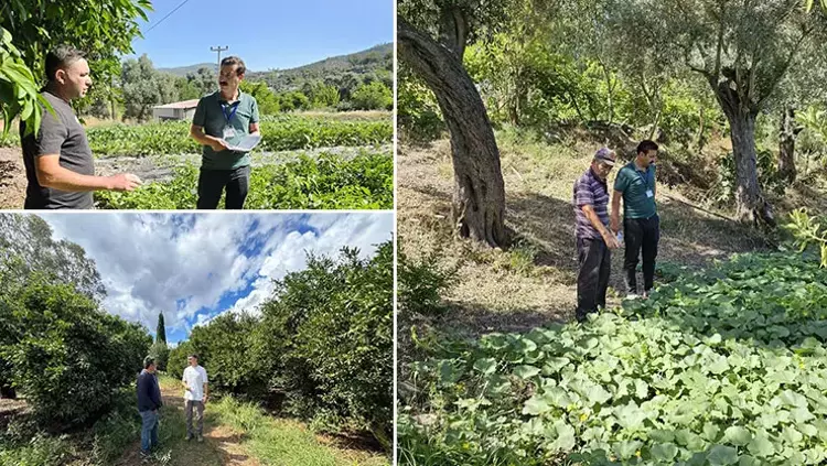 Bodrum Zeytinciliğinde Yeni Dönem Üreticilere Özel Teknik Destek Atağı! (2)-1