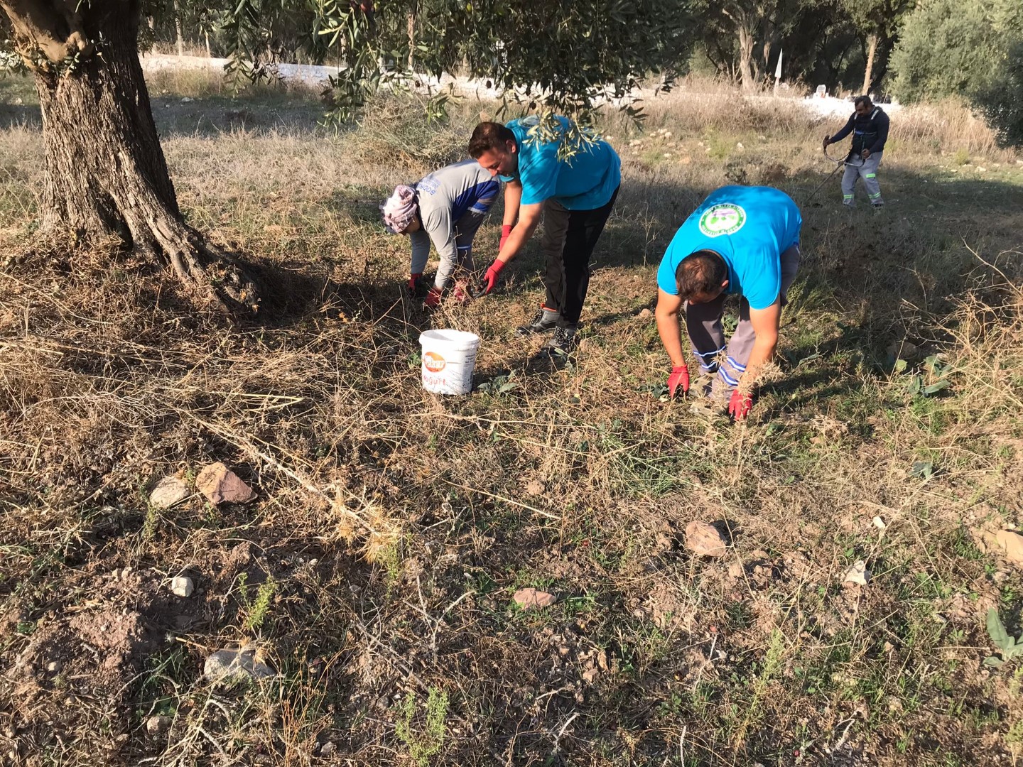 Bodrum Zeytinciliğinde Yeni Dönem Üreticilere Özel Teknik Destek Atağı! (2)