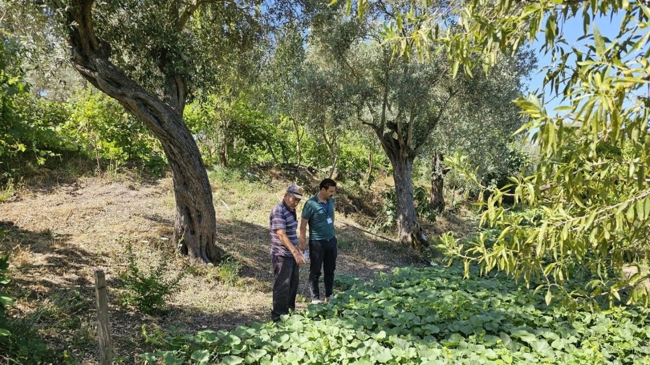 Bodrum Zeytinciliğinde Yeni Dönem Üreticilere Özel Teknik Destek Atağı! (3)-1