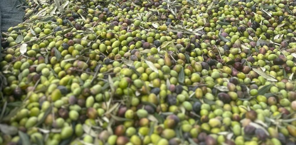 Bodrum Zeytinciliğinde Yeni Dönem Üreticilere Özel Teknik Destek Atağı! (3)