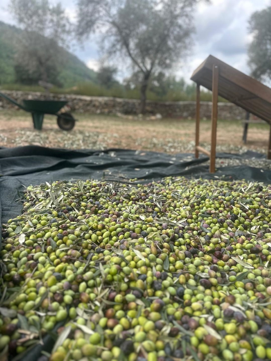 Bodrum Zeytinciliğinde Yeni Dönem Üreticilere Özel Teknik Destek Atağı!