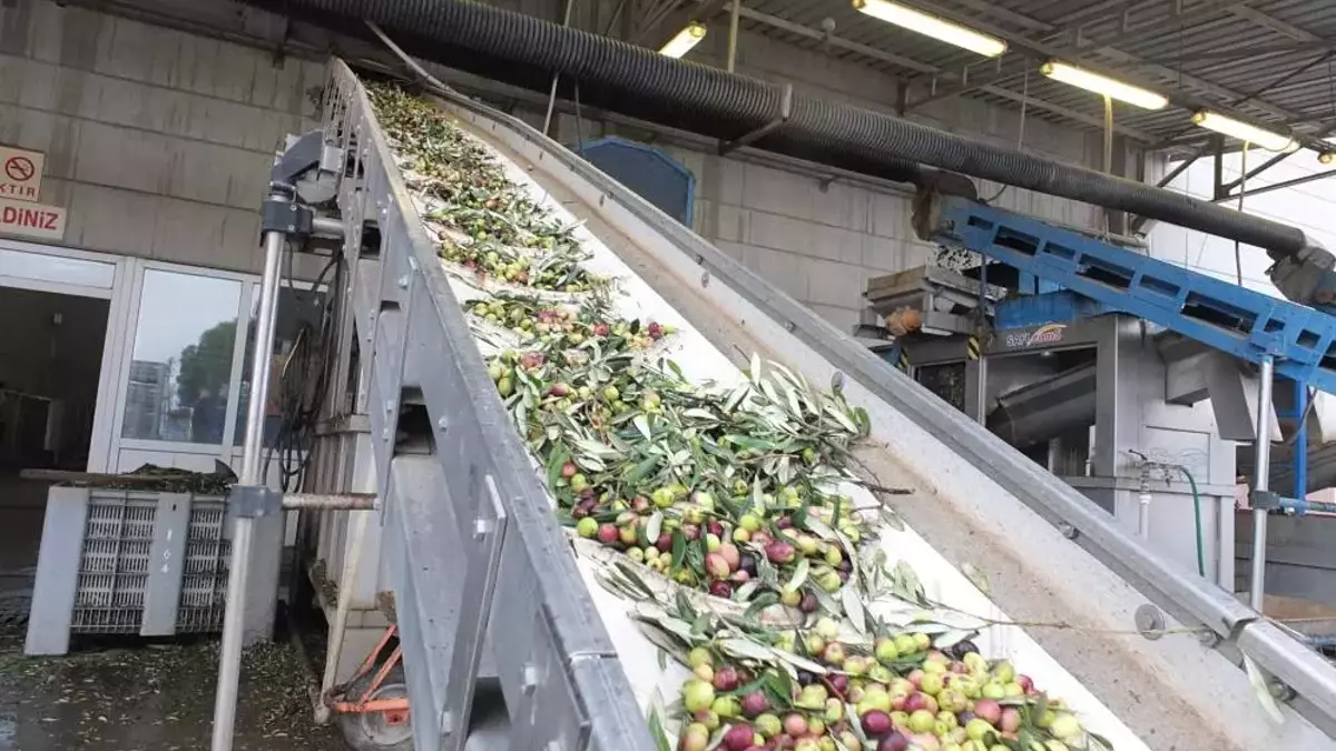 Burhaniye’de Zeytin Sezonu Açıldı Kalite Rekolteyi Solladı!-1