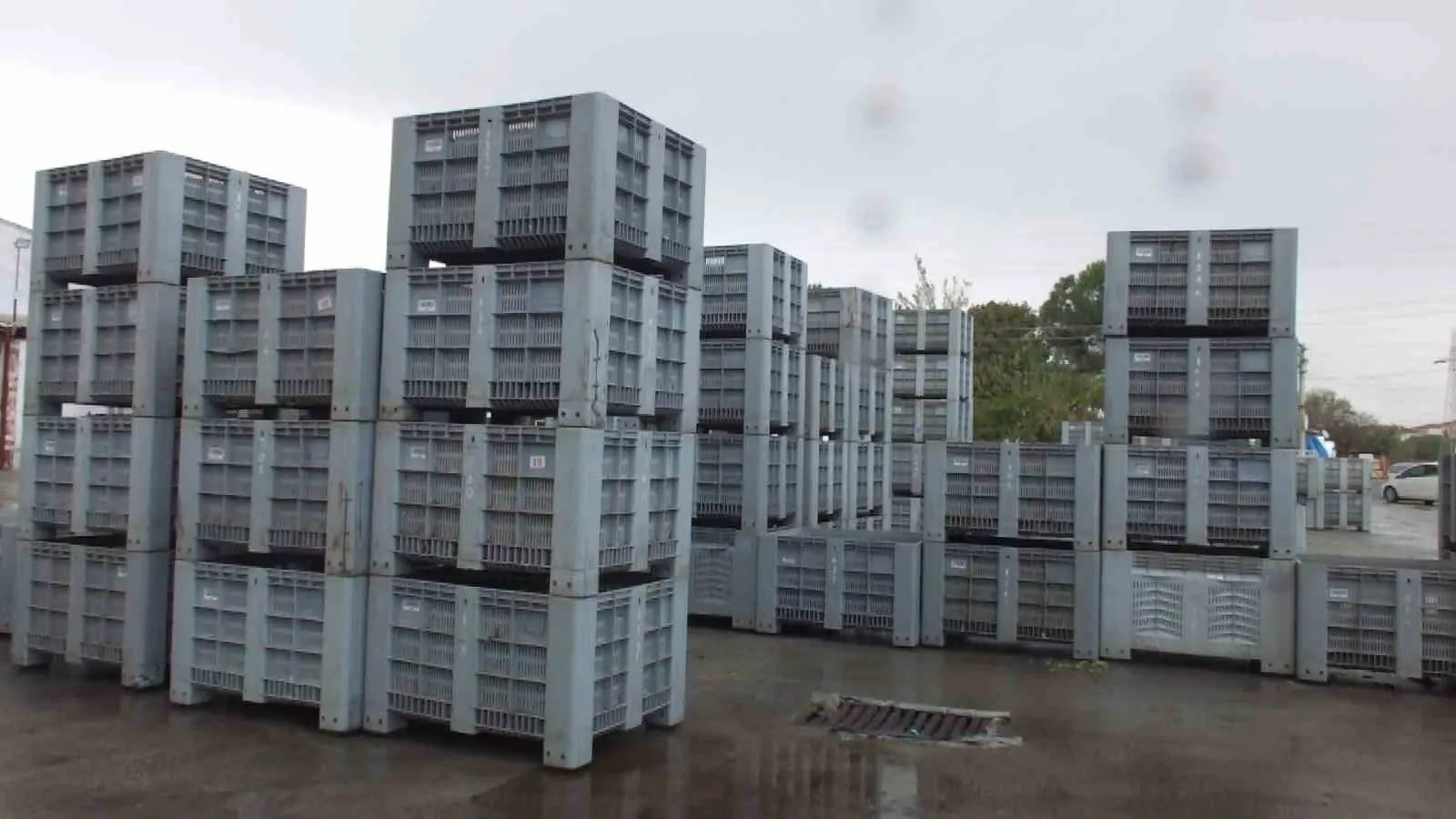 Burhaniye’de Zeytin Sezonu Açıldı Kalite Rekolteyi Solladı!-2