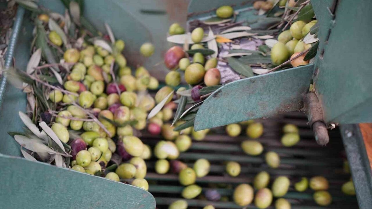 Edremit’te Hummalı Hasat Başladı Yeşil Çizik Zeytine Yoğun Talep Var!H