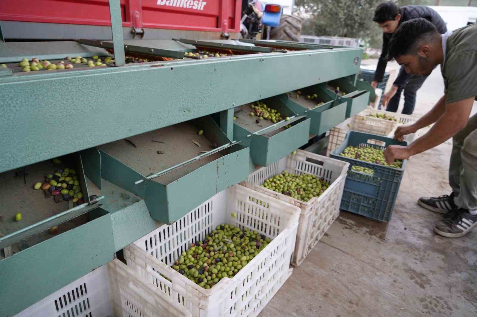 Edremit’te Hummalı Hasat Başladı Yeşil Çizik Zeytine Yoğun Talep Var!Z