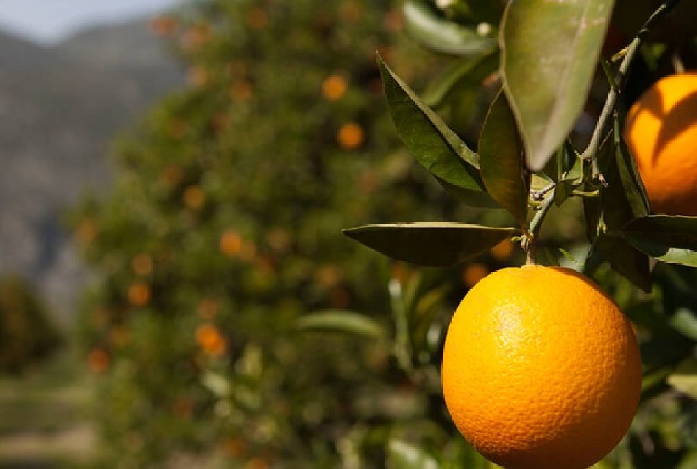 Finike’de Portakal Hasadı Başladı Rekolte Yükseliyor, Fiyatlar Artıyor!As