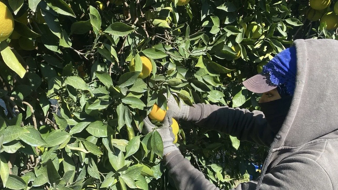 Finike’de Portakal Hasadı Başladı Rekolte Yükseliyor, Fiyatlar Artıyor!Z