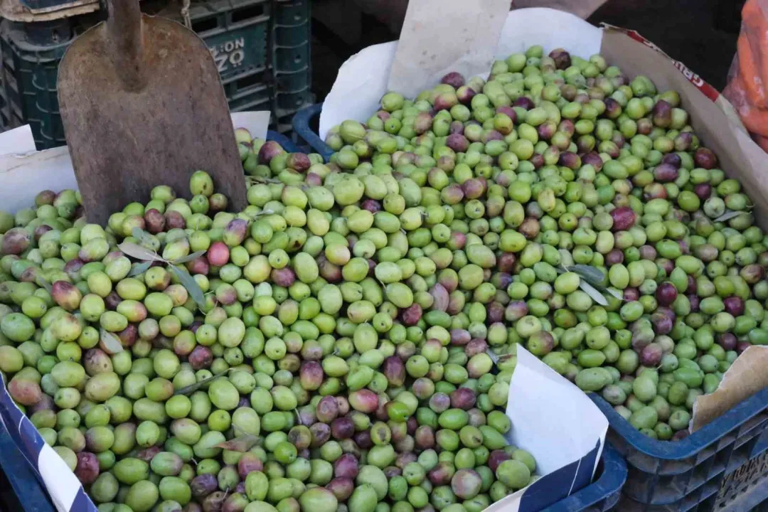 Gaziantep'te Don Vurdu, Rekolte Dipte Yeşil Zeytin Fiyatları Yerinde Saydı!-1