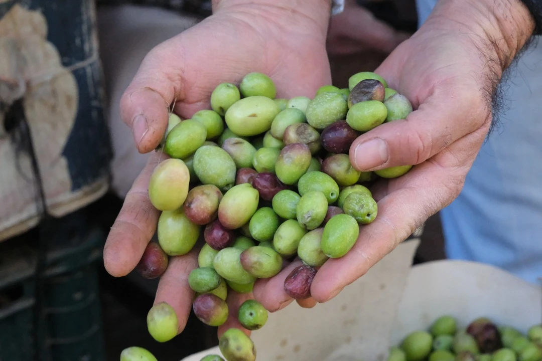 Gaziantep'te Don Vurdu, Rekolte Dipte Yeşil Zeytin Fiyatları Yerinde Saydı!-2