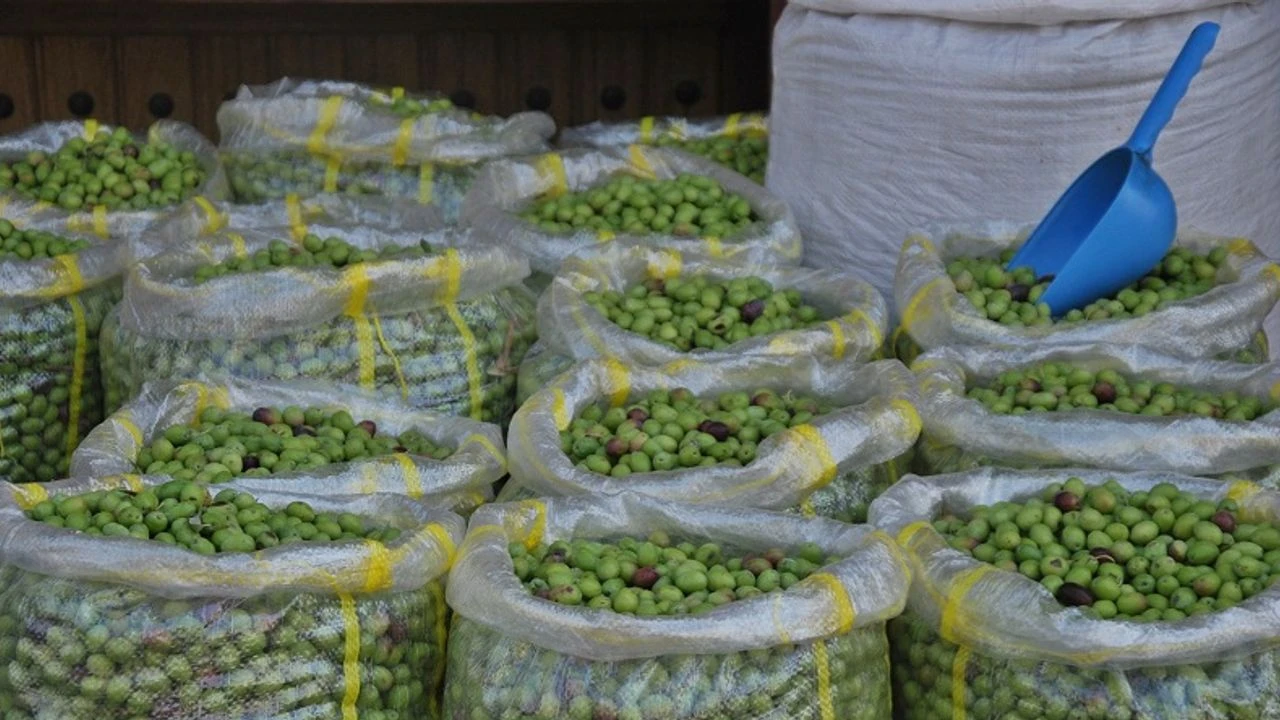 Gaziantep'te Don Vurdu, Rekolte Dipte Yeşil Zeytin Fiyatları Yerinde Saydı!-3