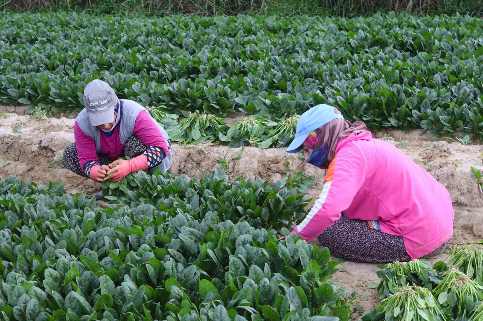 Kis Sebzesi Ispanakta Hasat Bollugu 20251112 A W577862