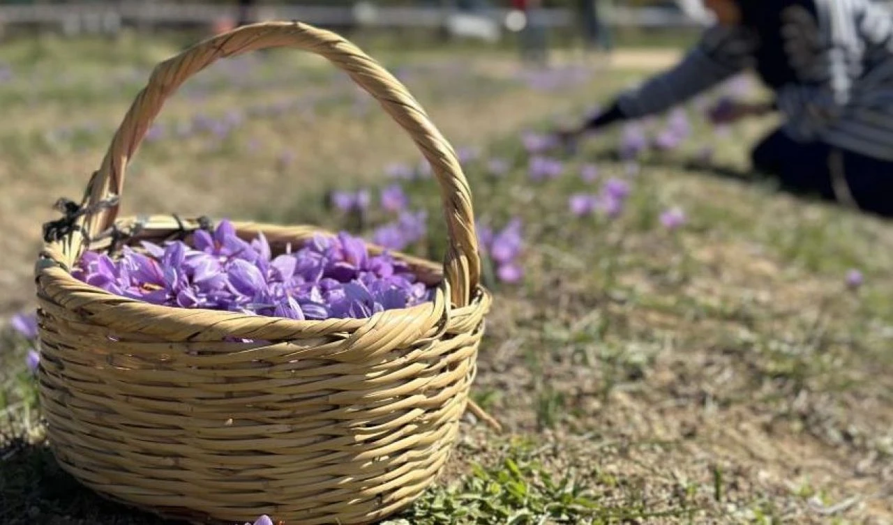 Kozan’da Safran Hasat Başladı İklim Şartları Verimi Düşürdü!-3