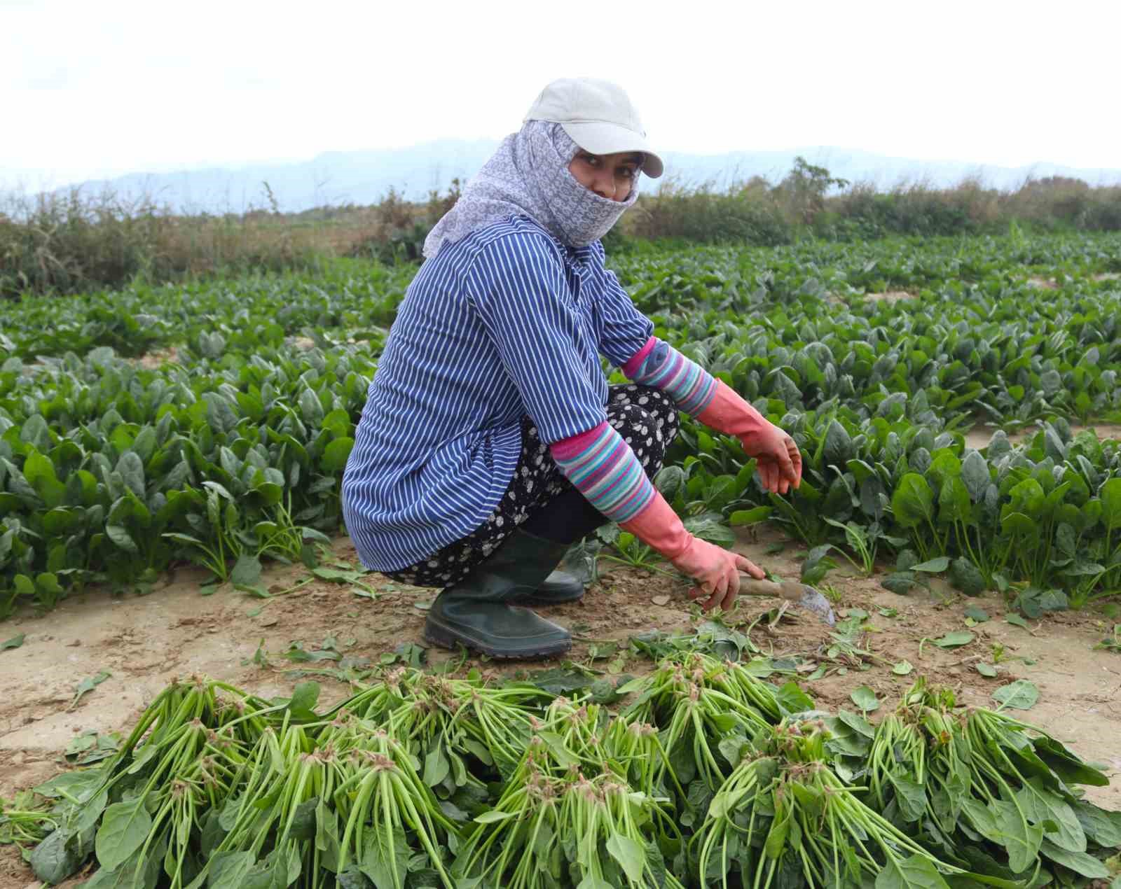 Menemen'de Ispanak Mesaisi Sürüyor Hâlde 6 Lira, Pazarda 40 Lira!-2